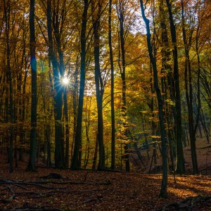 Autumn forest